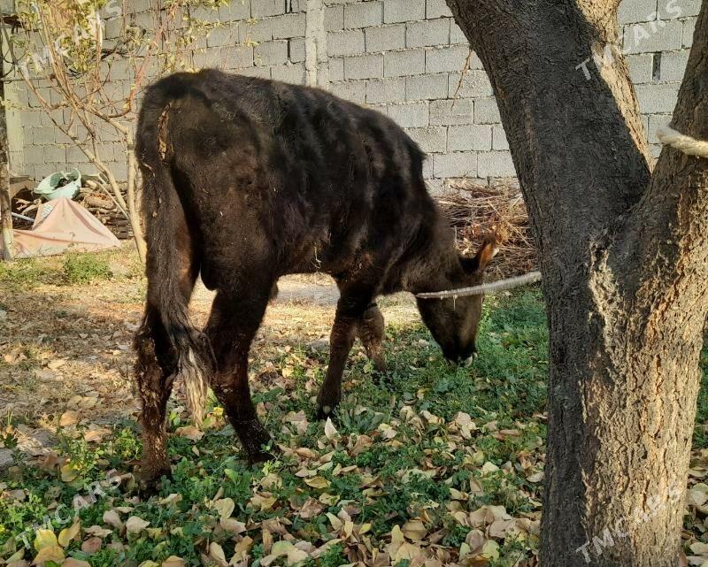 ...ŞIWES ÖKIZ... - Багир - img 5