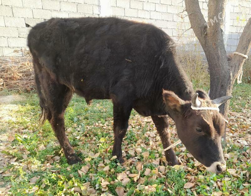 ...ŞIWES ÖKIZ... - Багир - img 4