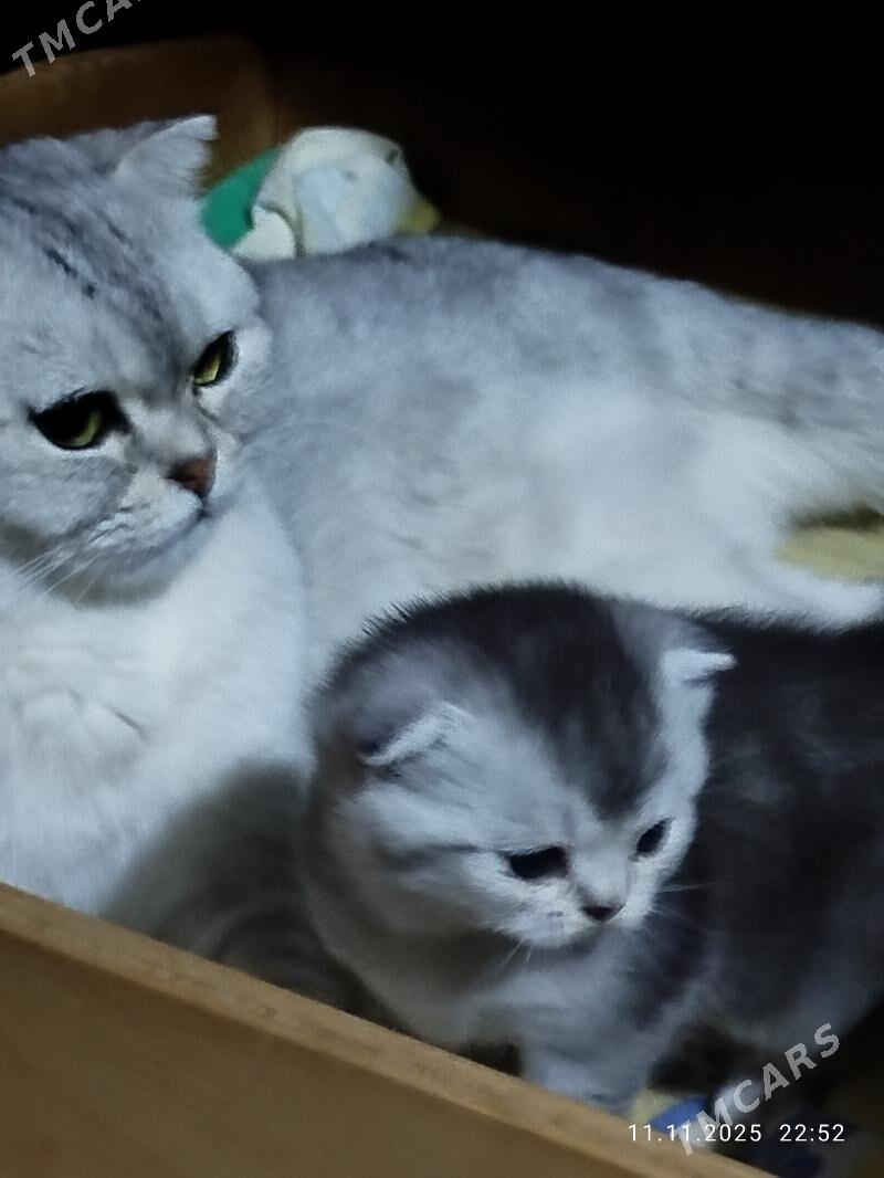 котята - Ашхабад - img 4