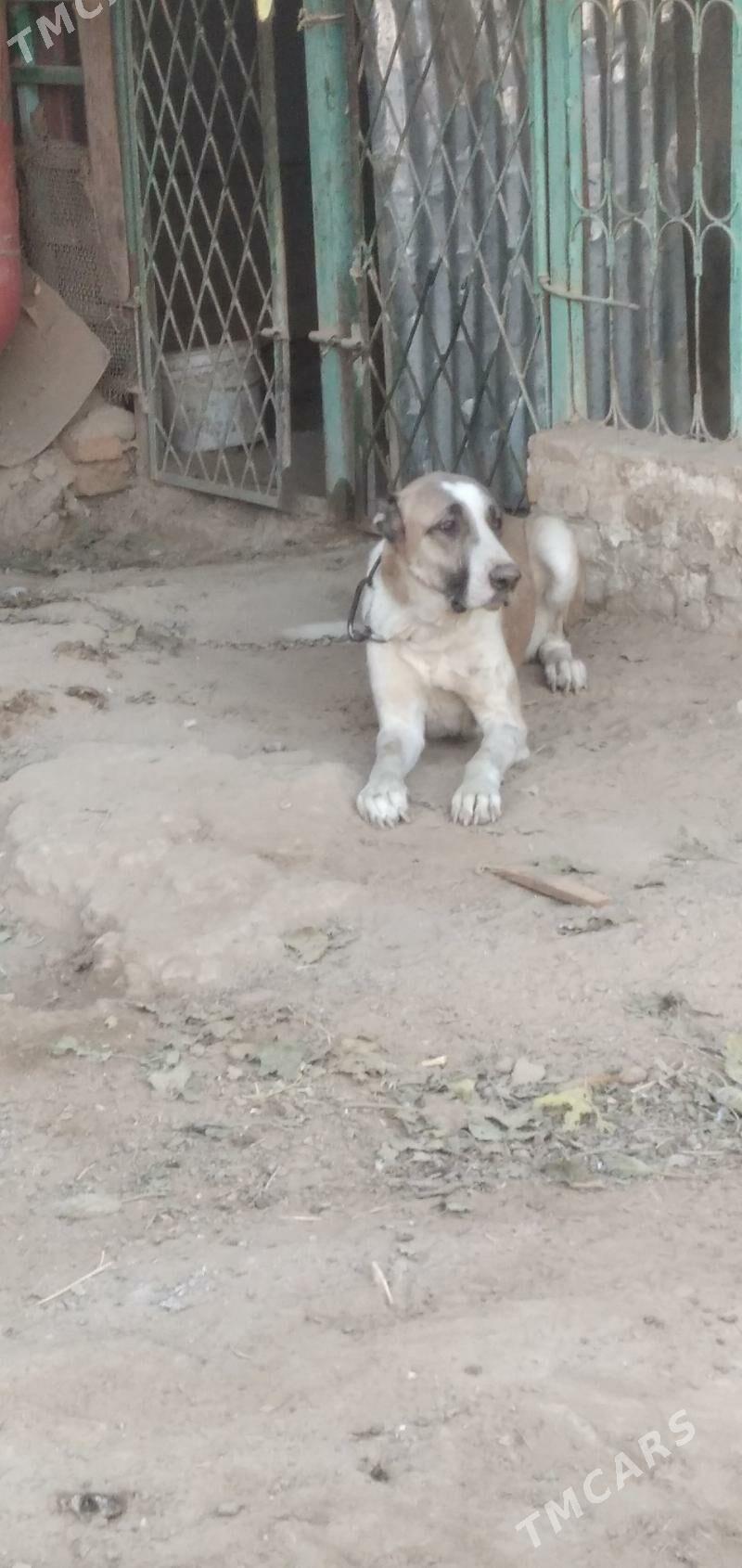 it turkmen - Aşgabat - img 2