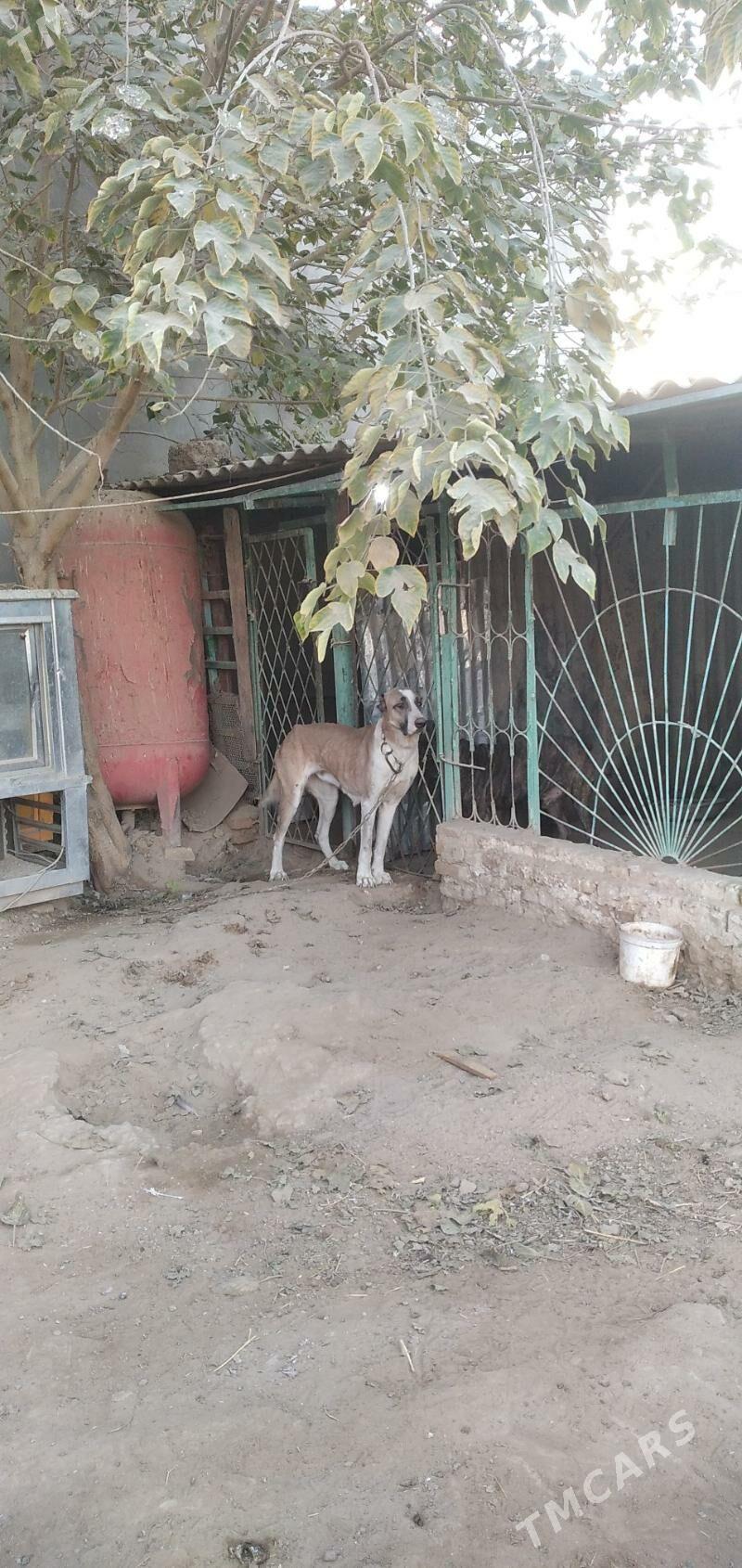 it turkmen - Aşgabat - img 4