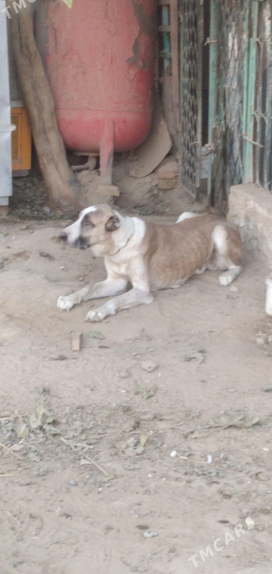 it turkmen - Aşgabat - img 3