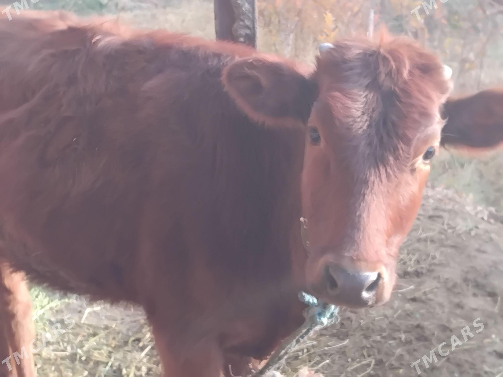 unajyn - Çärjew - img 4