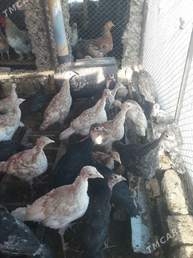 induk - Türkmengala - img 4