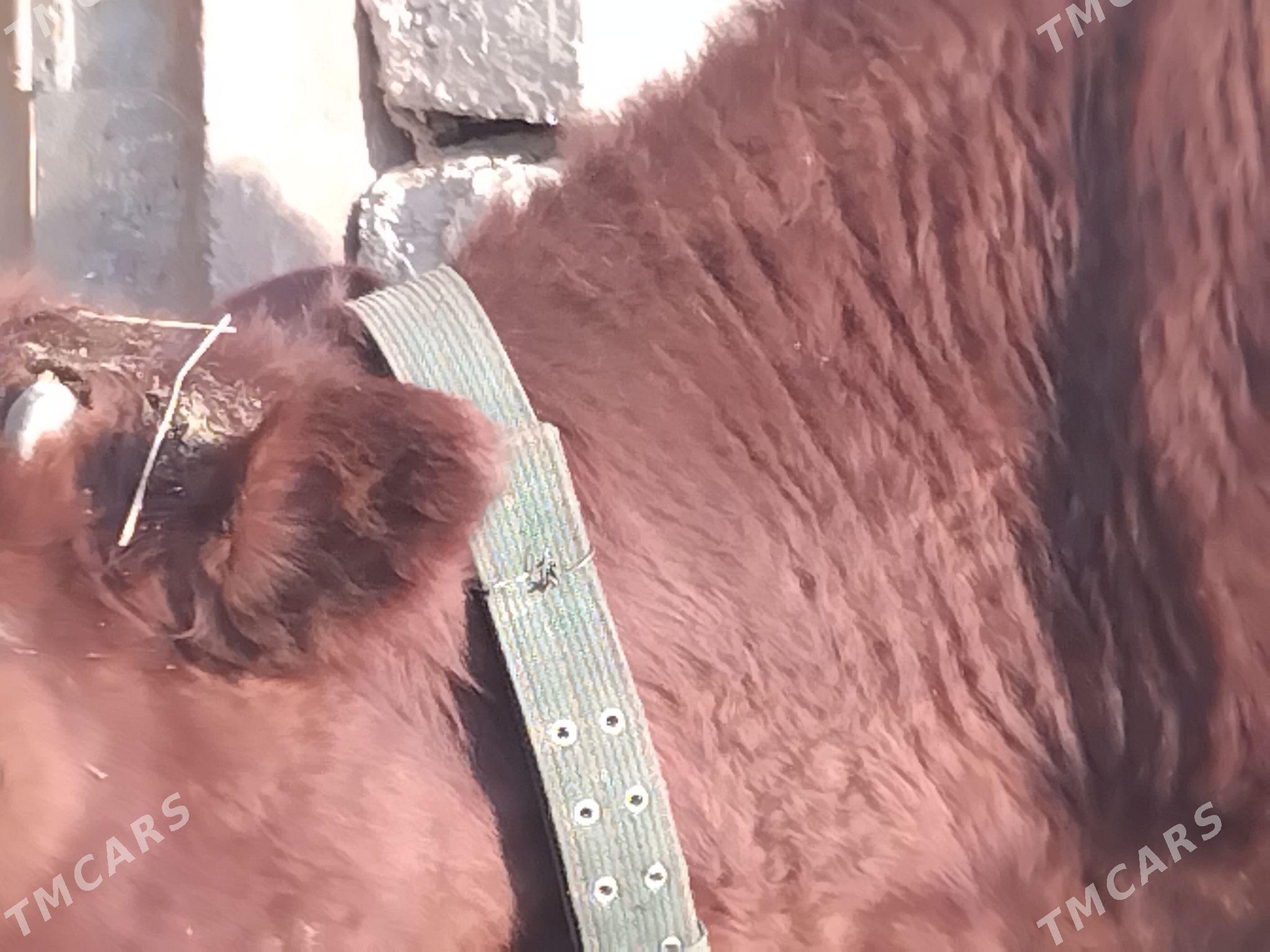 unajyn - Çärjew - img 7