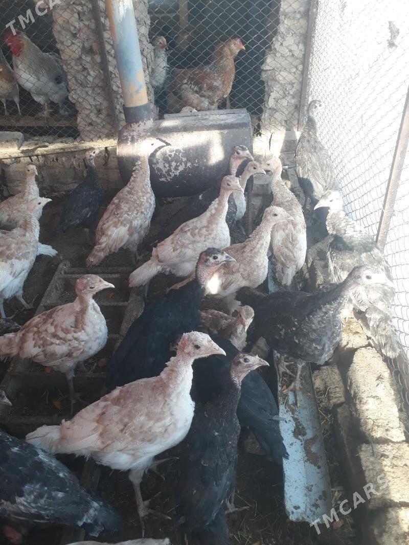 induk - Türkmengala - img 5