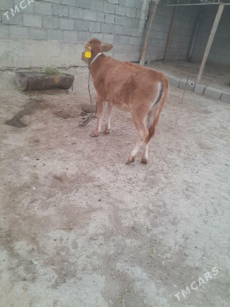 tuwe - Бахарден - img 2