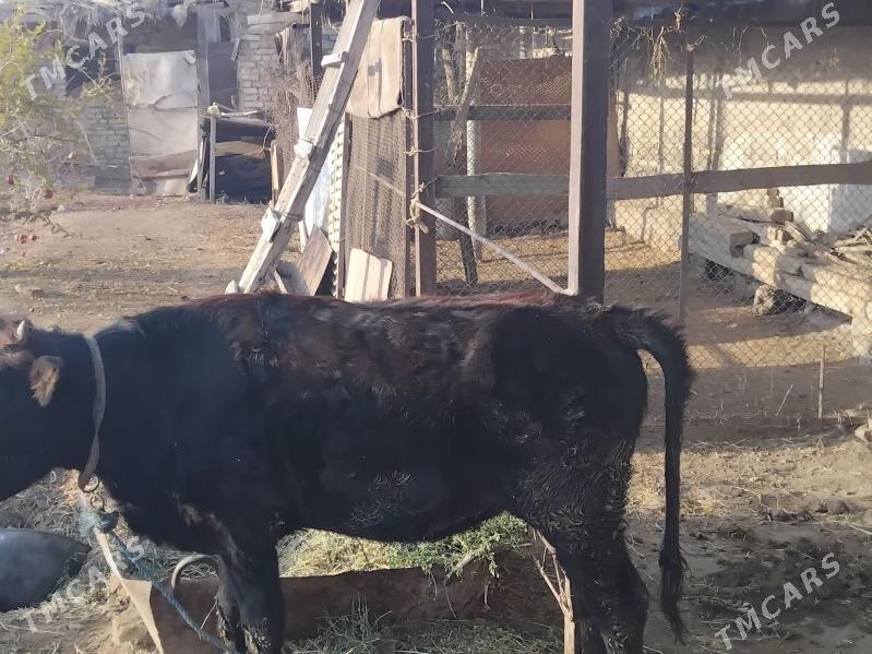 unajyn - Çärjew - img 6