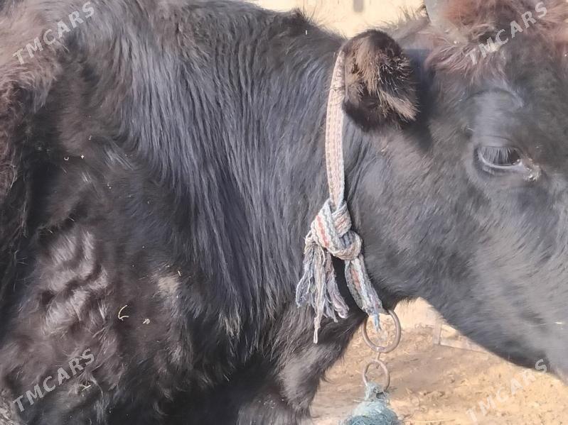 unajyn - Çärjew - img 8