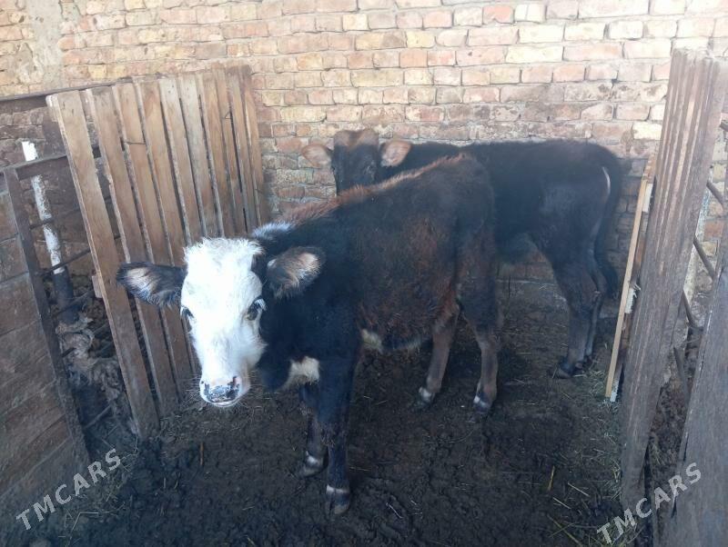 Okuz - Gurtly - img 2