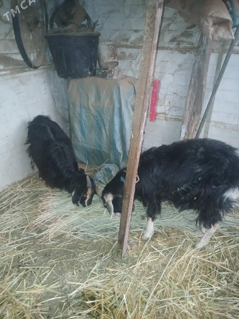 Geci - Чарджоу - img 1