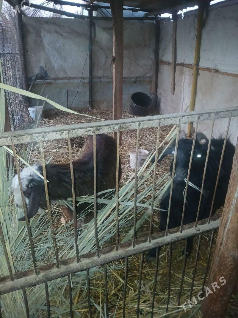 Geci - Чарджоу - img 2