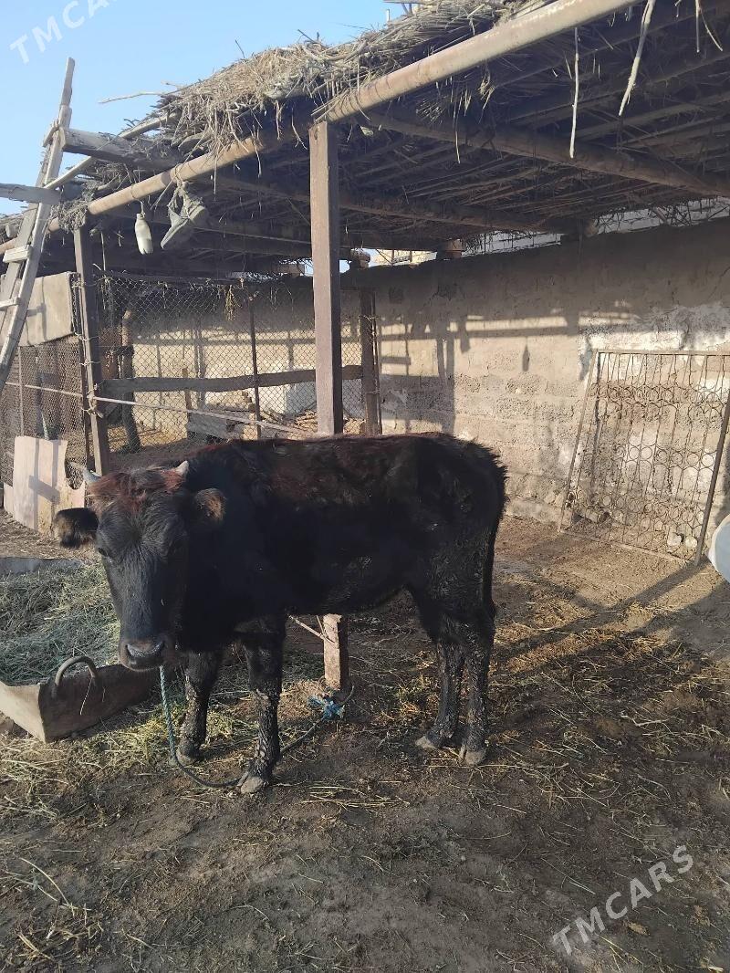 unajyn - Çärjew - img 2