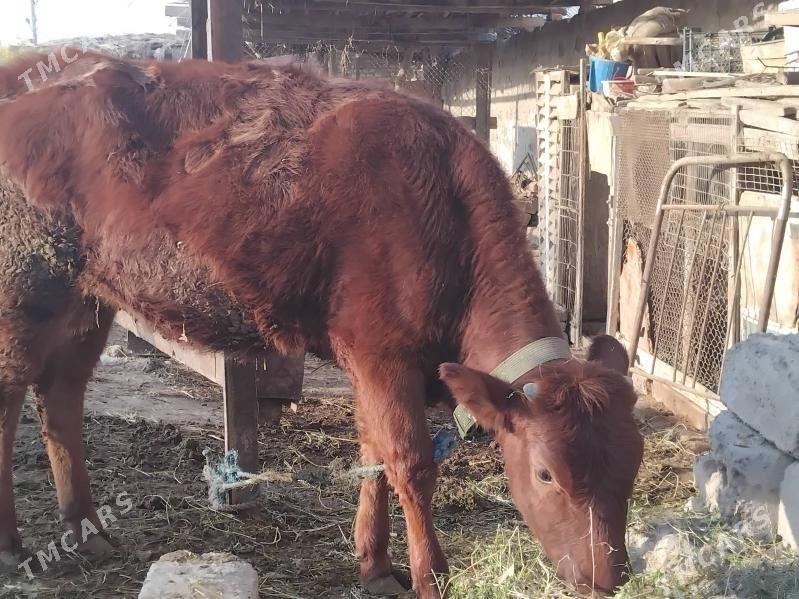 unajyn - Çärjew - img 5