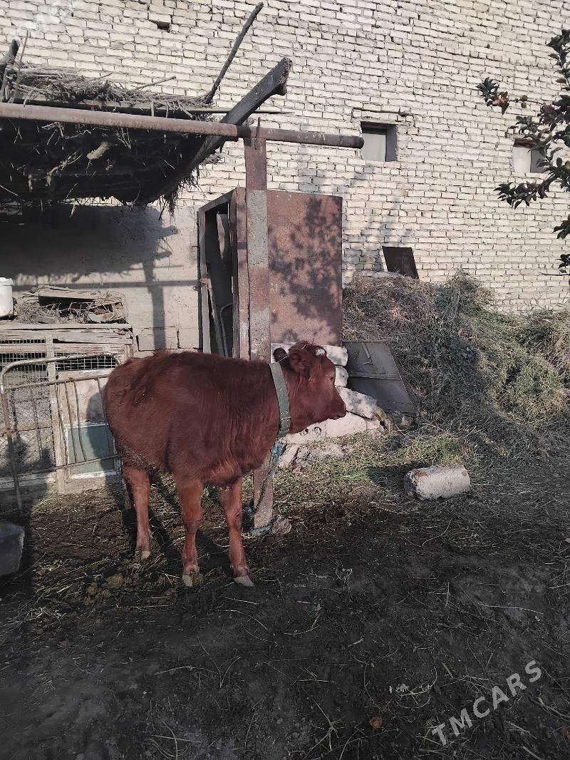 unajyn - Çärjew - img 3