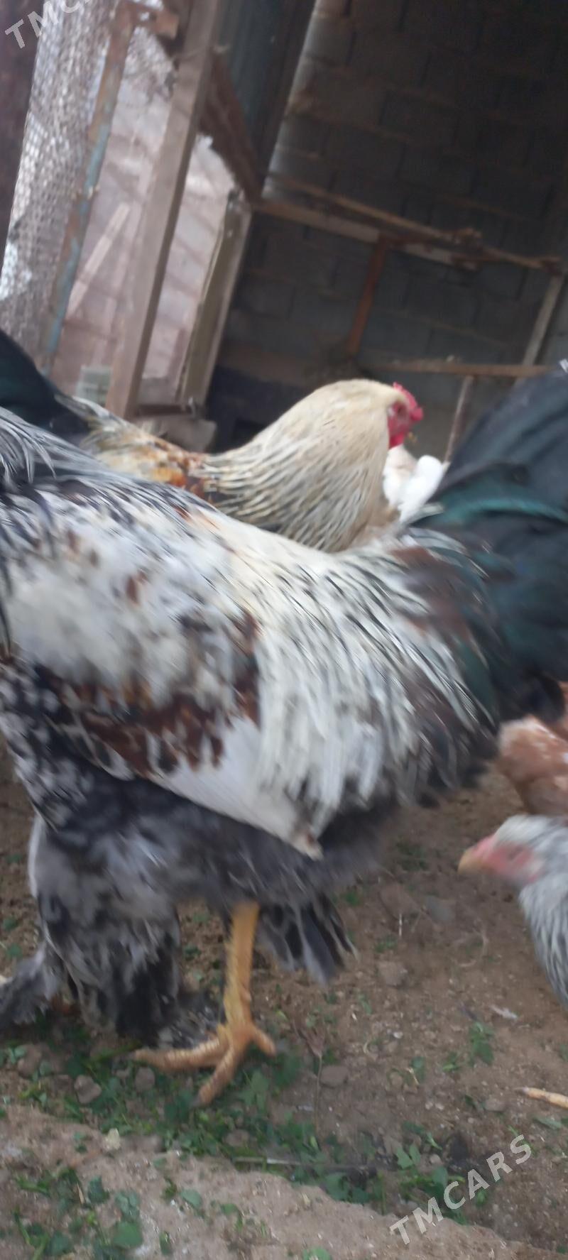 хороз - Ялкым - img 3