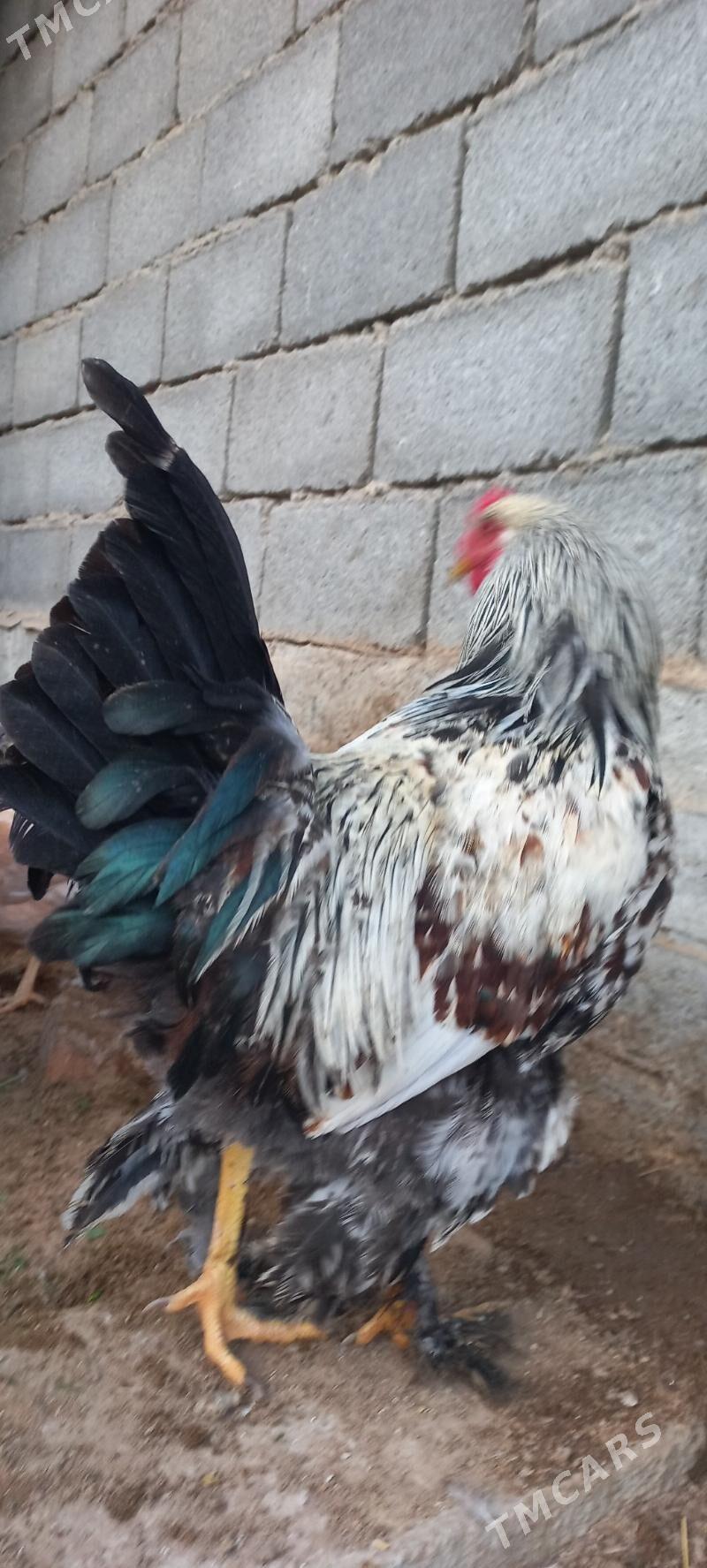 хороз - Ялкым - img 2