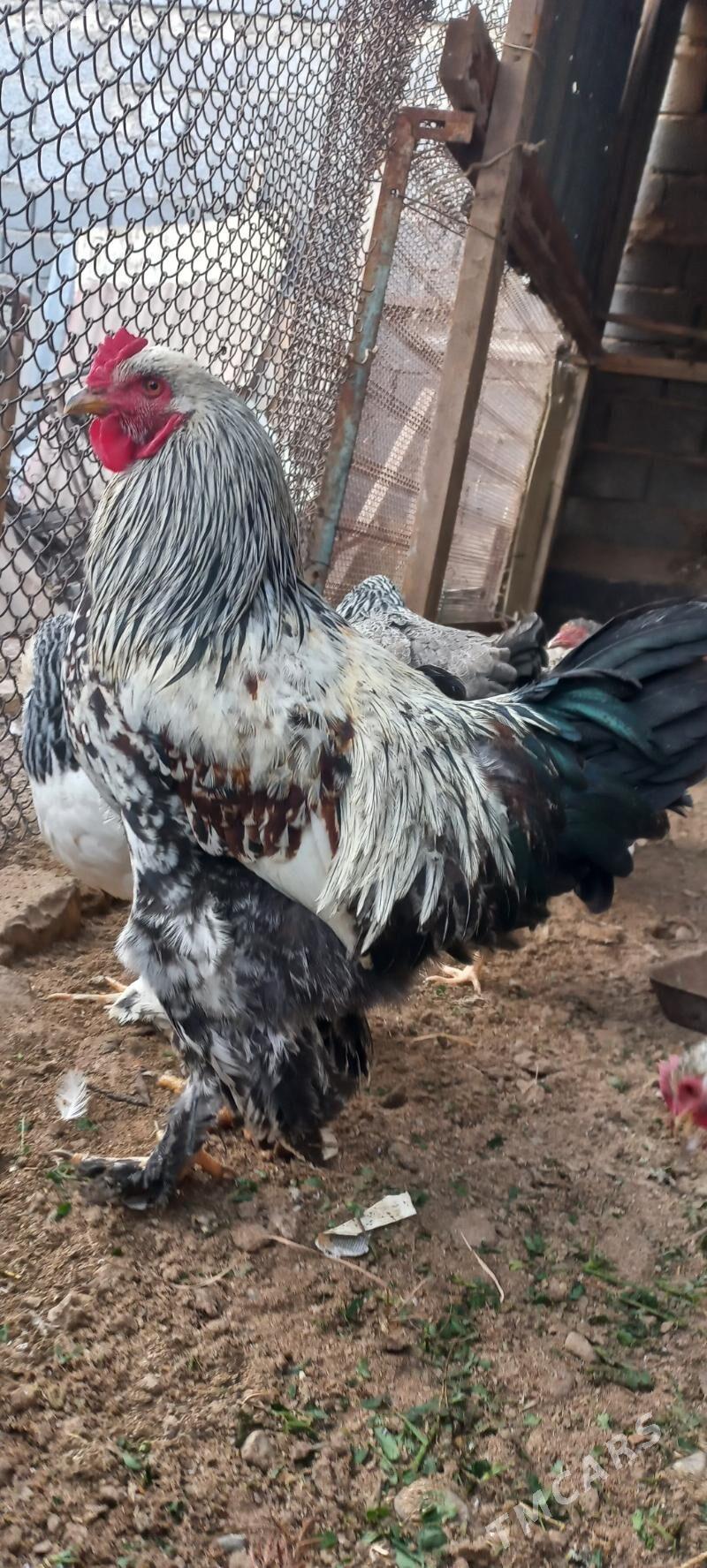 хороз - Ялкым - img 1