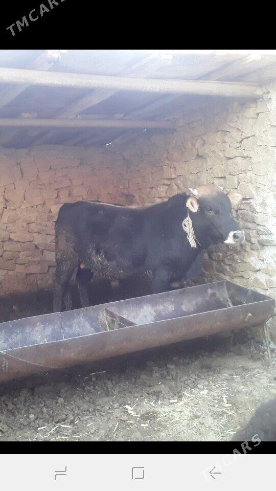 Bakylan öküzler - Magdanly - img 1