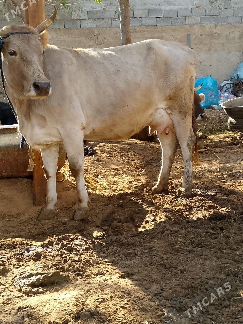 Göleli Sygyr - Çoganly - img 1