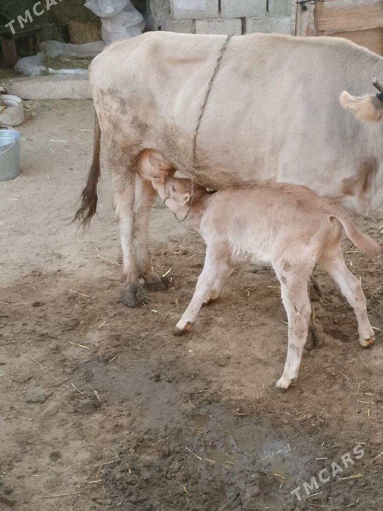 Göleli Sygyr - Çoganly - img 2