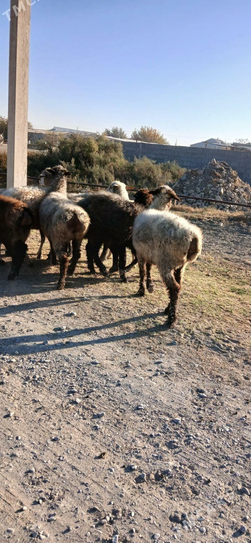 goyun - Gökdepe - img 1