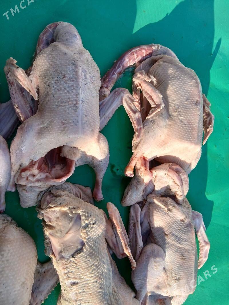 gak gak ordek - Гёкдже - img 3