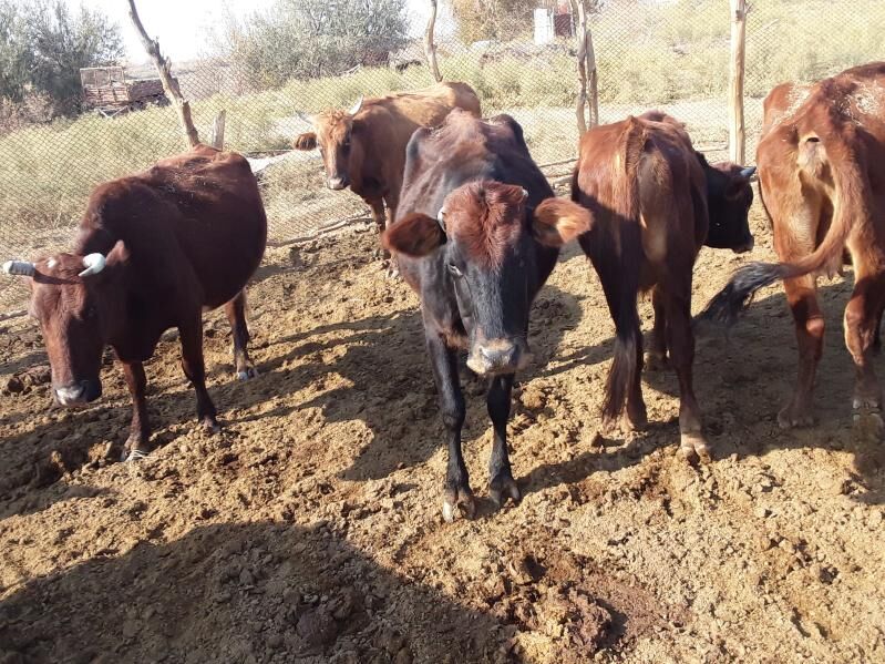 Meýdan sygyrlar - Мары - img 2