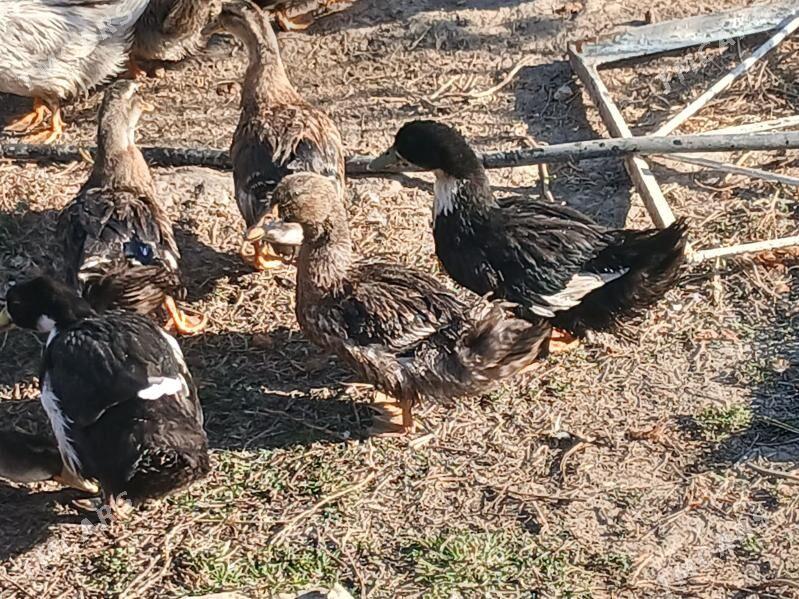 gak gak ordek - Гёкдже - img 1