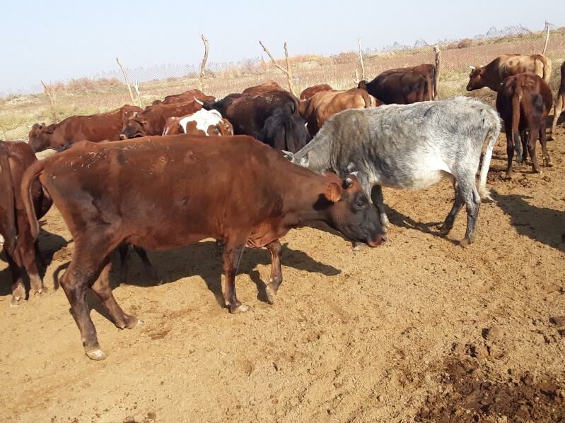 Meýdan sygyrlar - Мары - img 4