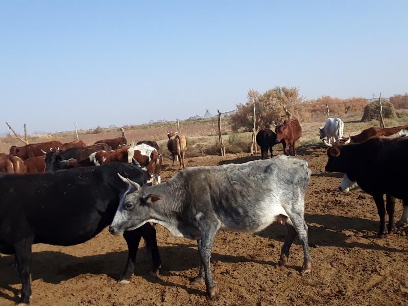 Meýdan sygyrlar - Мары - img 6