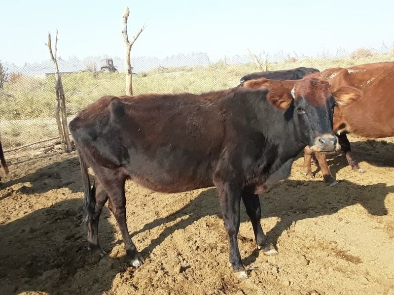 Meýdan sygyrlar - Мары - img 3