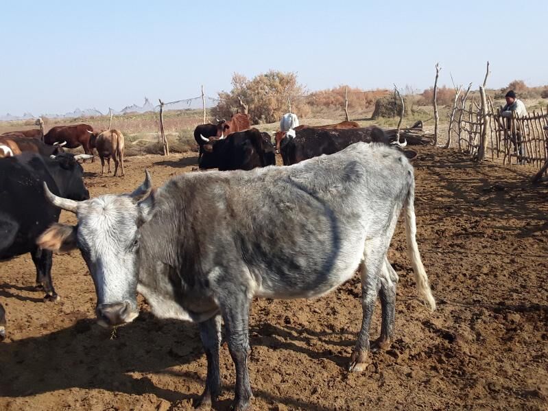 Meýdan sygyrlar - Мары - img 7