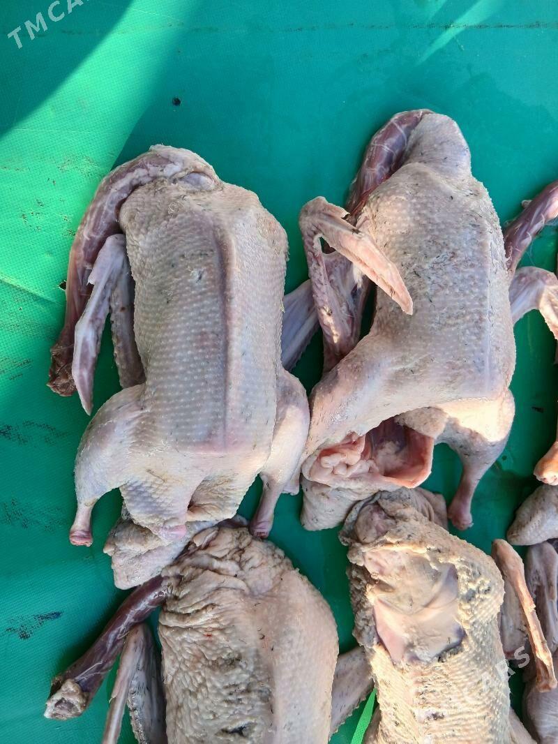 gak gak ordek - Гёкдже - img 2