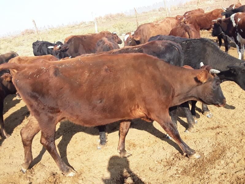 Meýdan sygyrlar - Мары - img 5