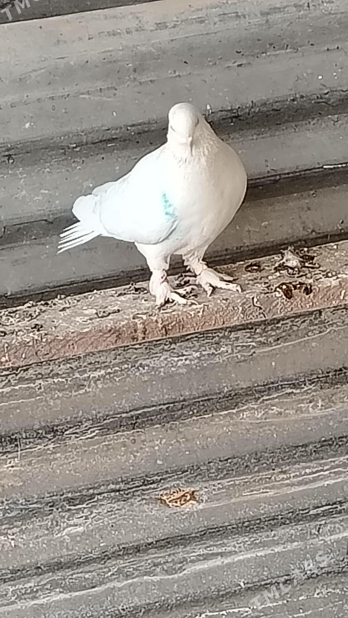 Kepteri - Türkmenabat - img 1