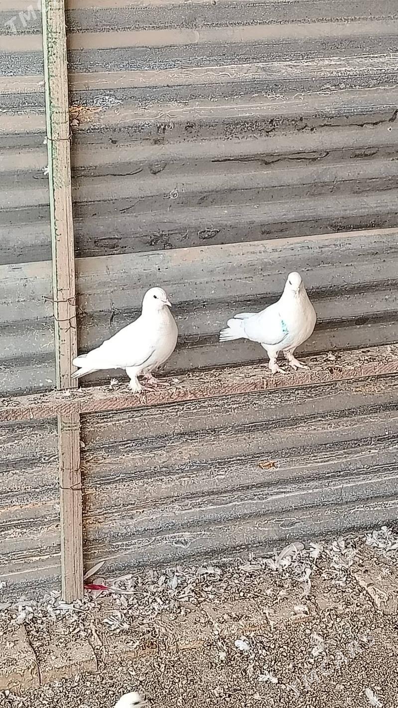 Kepteri - Türkmenabat - img 3