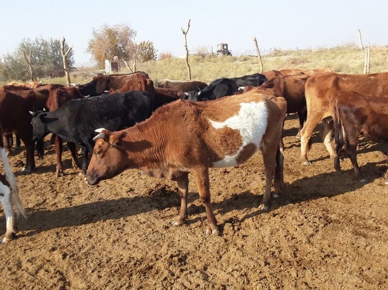 Meýdan sygyrlar - Мары - img 1