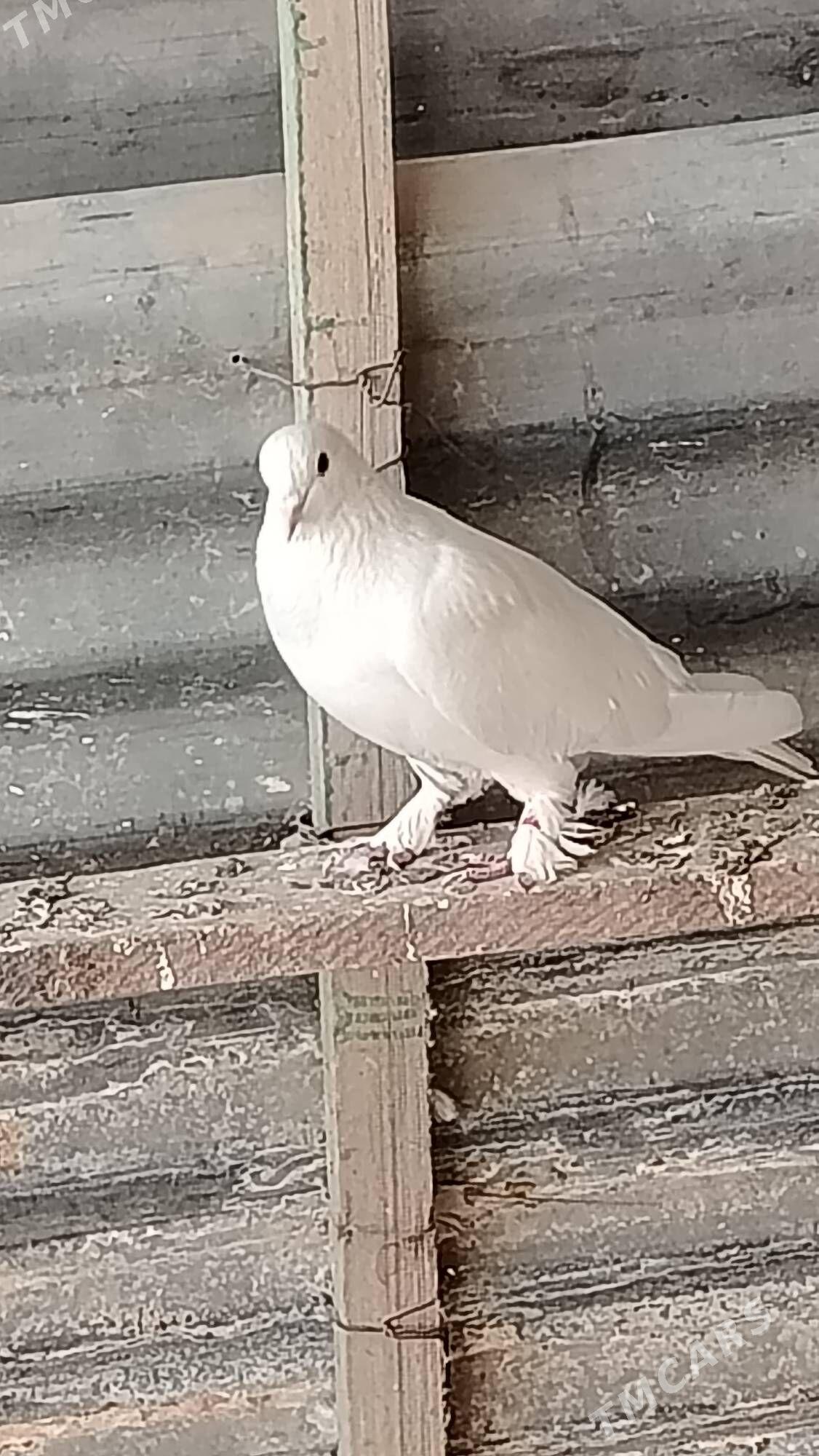 Kepteri - Türkmenabat - img 2