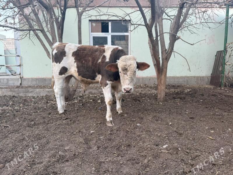 okuz simental - Gypjak - img 1