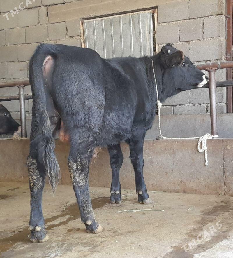 öküz - Büzmeýin - img 2