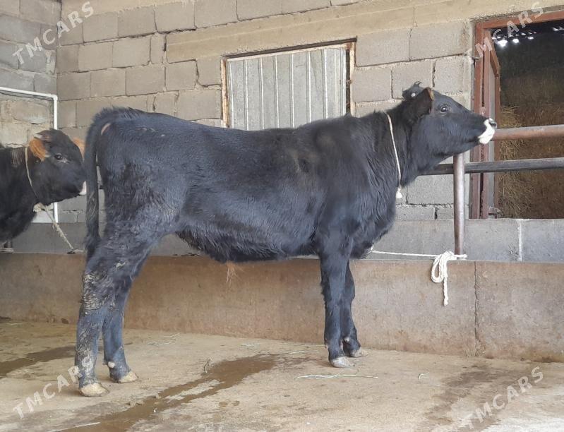 öküz - Büzmeýin - img 1