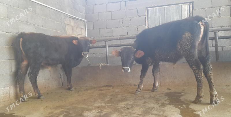 öküz - Büzmeýin - img 7