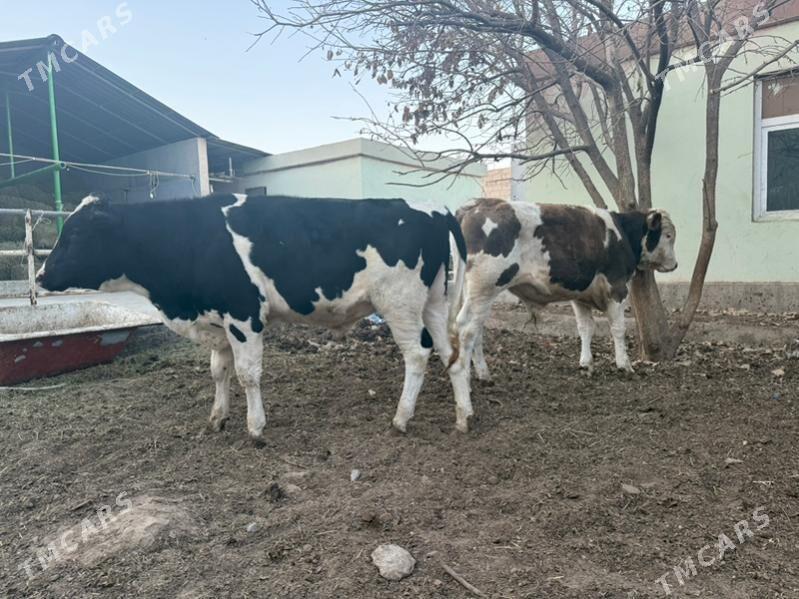 okuz golishteyn - Aşgabat - img 1