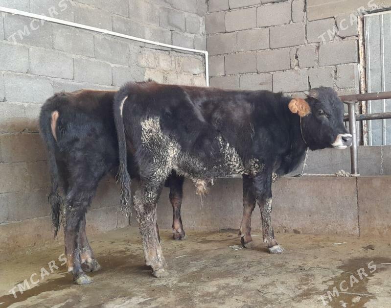 öküz - Büzmeýin - img 9