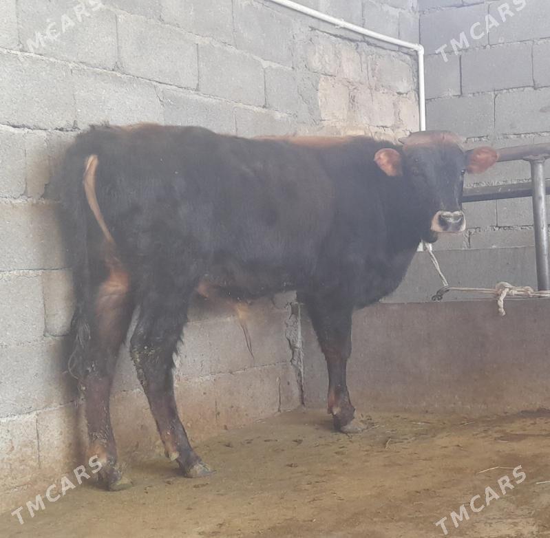 öküz - Büzmeýin - img 4