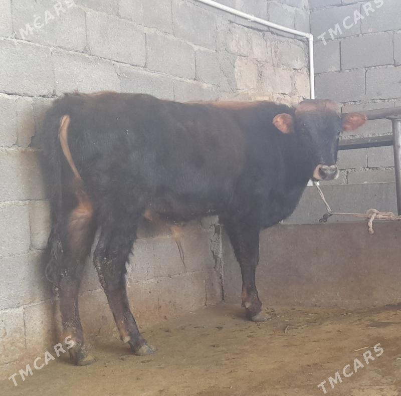 öküz - Büzmeýin - img 8