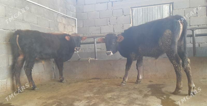 öküz - Büzmeýin - img 5