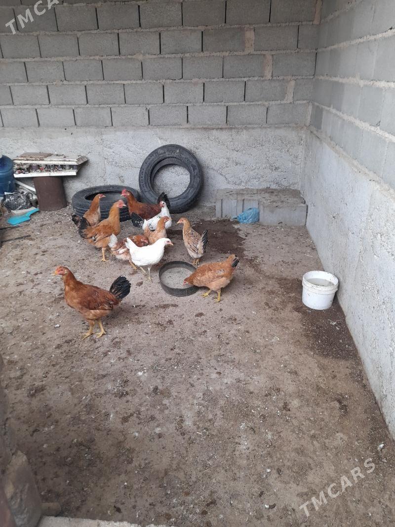 7 aylyk towuklar - Гызыларбат - img 1