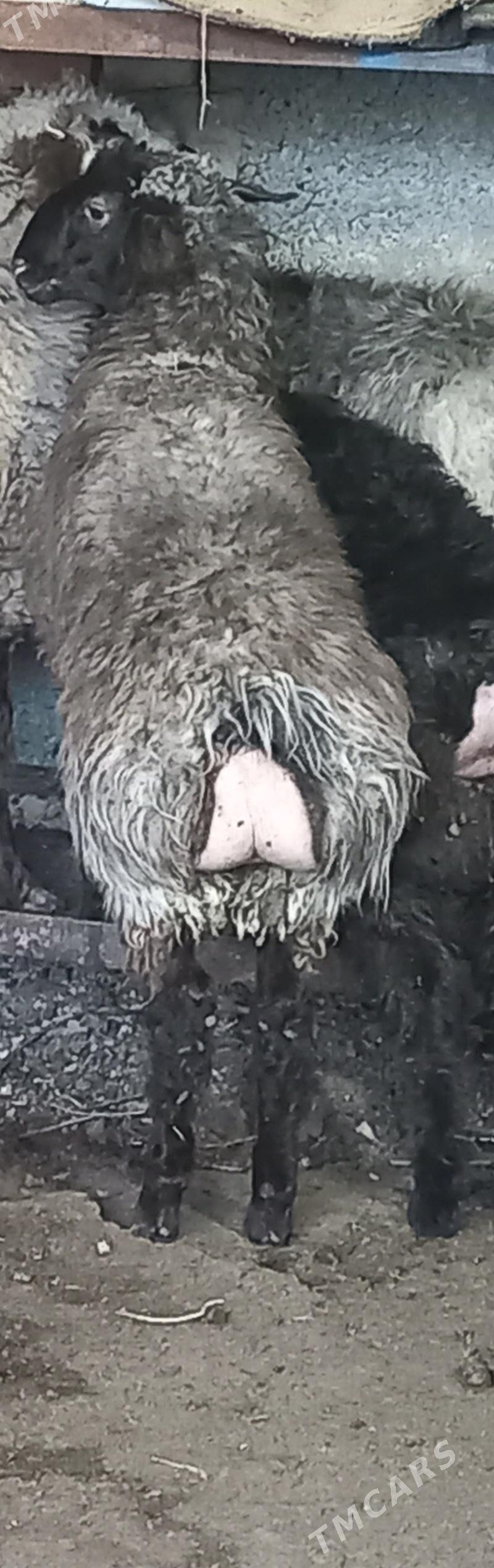 satlyk goyun - Hitrowka - img 1